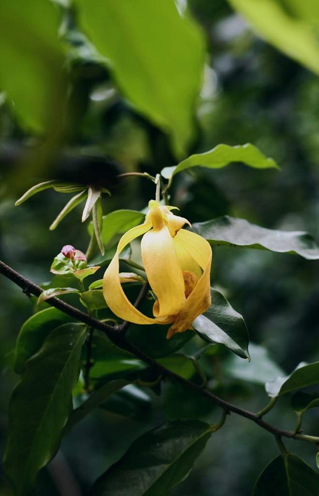 Huile Essentielle de Ylang Ylang bio 9 ml