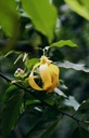 Aceite Esencial de Ylang Ylang bio 9 ml