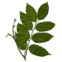 Aceite Esencial de Bálsamo de Tolú 9 ml