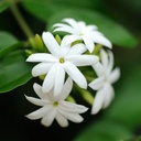 Aceite Esencial de Jazmín 9 ml 