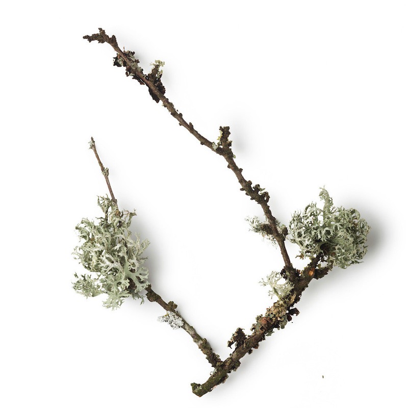 Aceite Esencial del Musgo de roble  9 ml