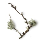 Aceite Esencial del Musgo de roble  8 ml