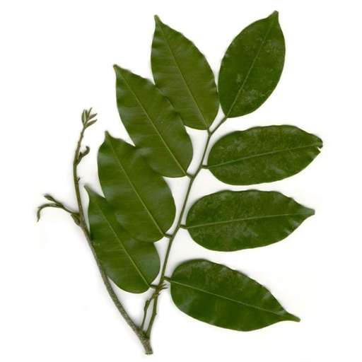 Aceite Esencial de Bálsamo de Tolú 9 ml