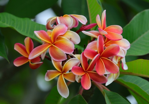 Aceite Esencial de Flor de Tiare 8 ml